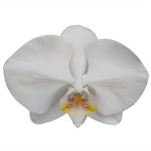 Fangmei White Jade ’FM1363’
